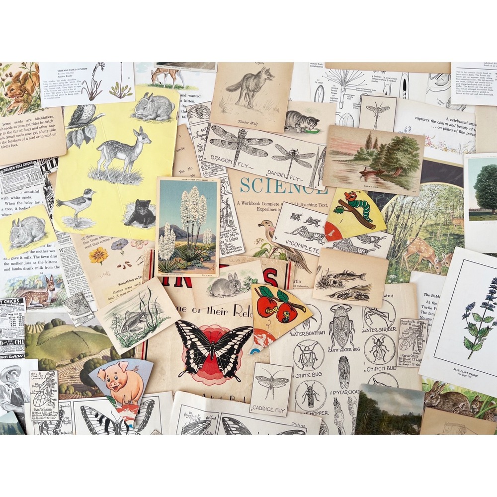 TRUE Vintage Nature‎ Ephemera 25 PCS Junk Journal Botanical Animal Illustrations - Picture 5 of 5